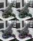 Star Wars Slave 1 Bounty Gunship Custom 118 Hand-painted, Colour-choice